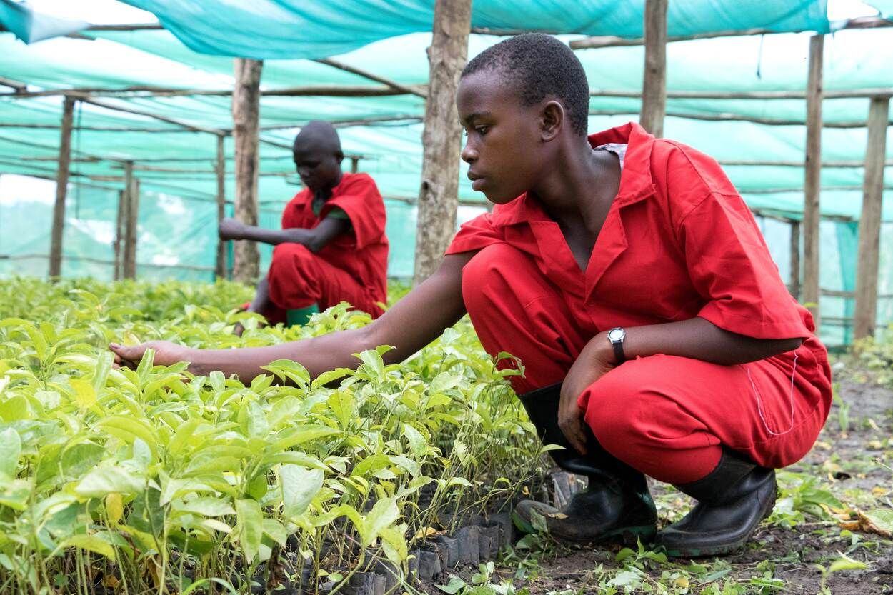 Empowering Ugandan Youth in Agriculture: Heifer and Mastercard Foundation's Collaborative Initiative