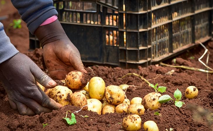 Solynta’s Hybrid True Potato Seeds Approved for Commercial Release in Kenya